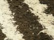 The ground and sand.