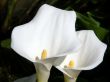tropical flowers.