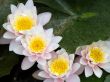 water lily