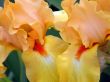 flower of an iris