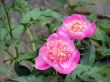 flowers. Peonies