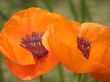 flowers of a poppy.