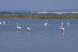 Flamingoes