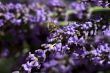 Lavender with bee