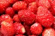 wild strawberry