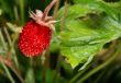 wild strawberry