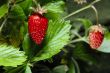 wild strawberry