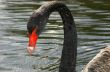 Black swan