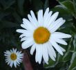 Fresh Daisy