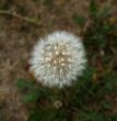 Fluffy Dandelion