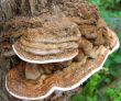 Tree Fungus