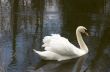 Mute swan