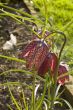 fritillaria