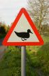 Duck crossing sign