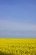 Rapeseed field