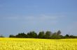 Rapeseed field