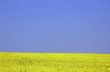 Rapeseed field