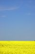 Rapeseed field