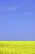 Rapeseed field