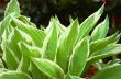 Hosta