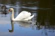 Mute swan