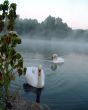  swans