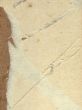 paper