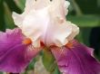 flower of an iris