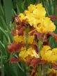 flower of an iris