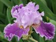flower of an iris