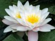 water lily