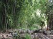 bamboo grove.