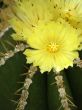 flowers of a cactus