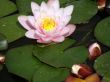 water lily