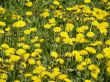 flowers of a dandelion.