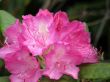 tropical flowers.