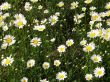 flowers of a camomile.