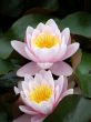 water lily