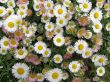flowers of a camomile.