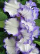 flower of an iris