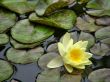 water lily