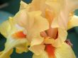 flower of an iris