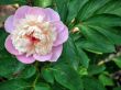 flowers. Peonies