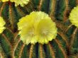 flowers of a cactus