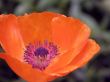 flowers of a poppy.