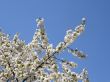 Flowers of a sweet cherry.