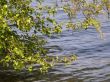 Tree on a background of water.