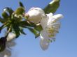 Flowers of a sweet cherry.