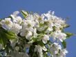 Flowers of a sweet cherry.