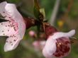 Flowers of a peach